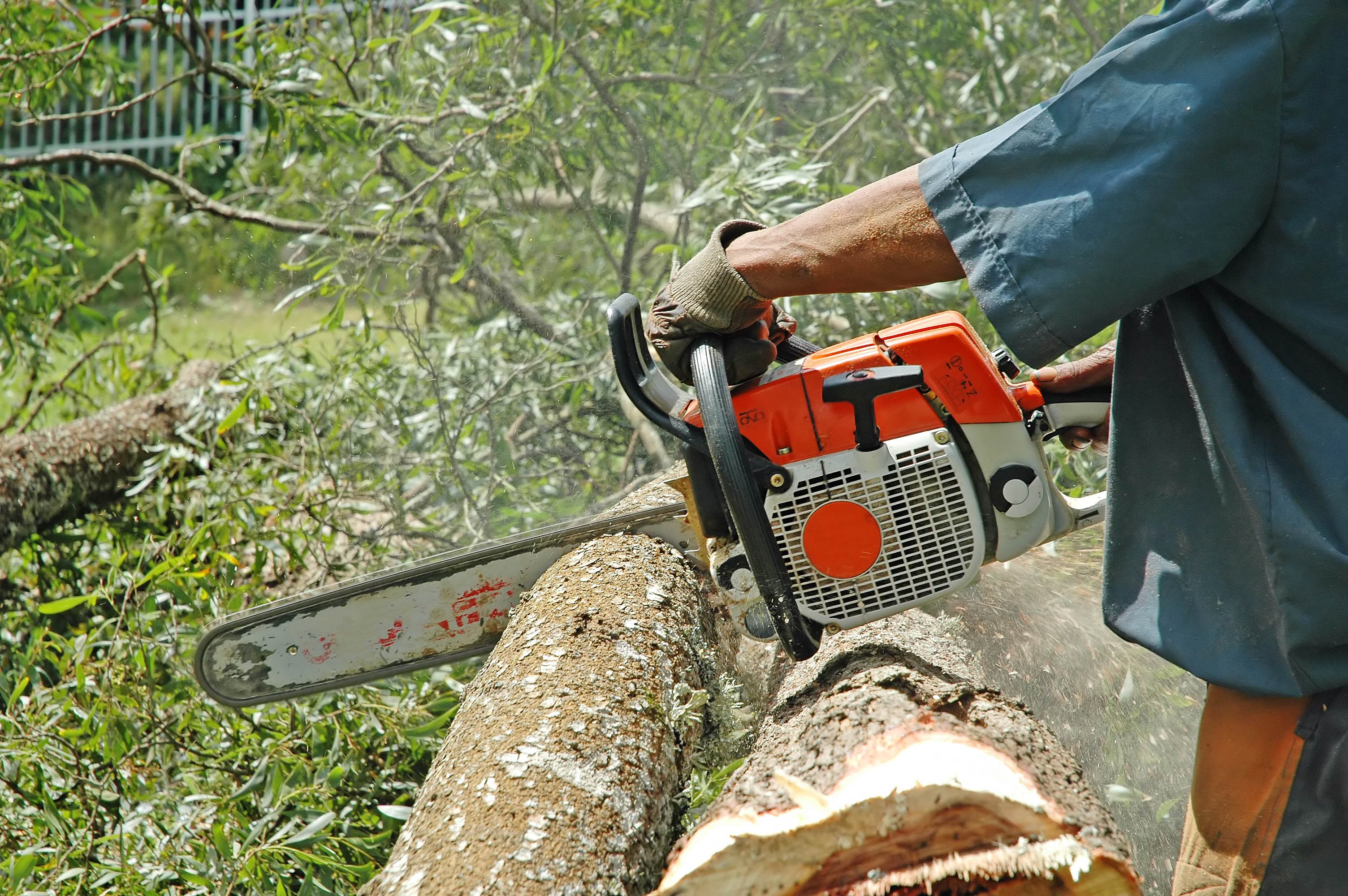Chainsaws In Action 1 1239327